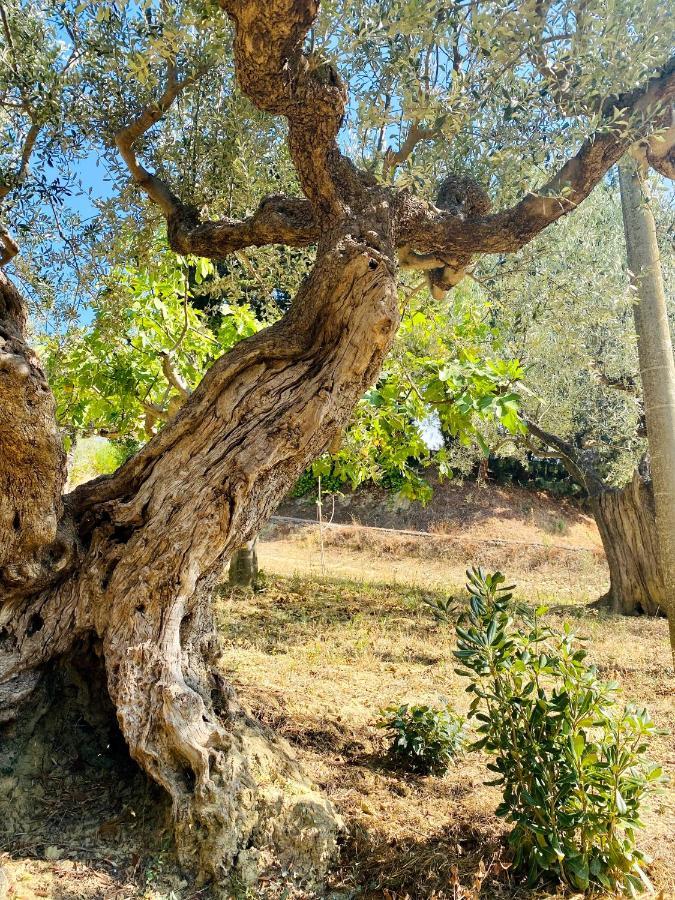 Villa Francesca Spoltore Dış mekan fotoğraf